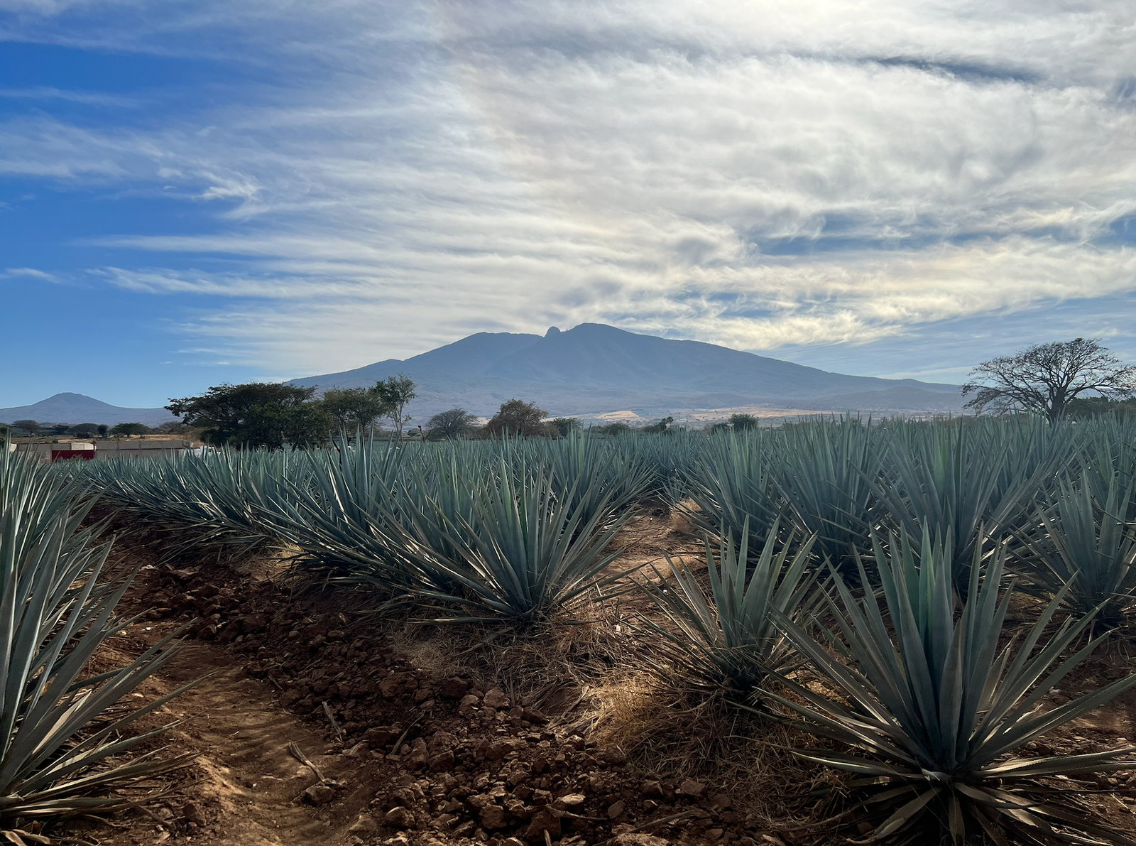 Agave fields — Jalisco, Mexico